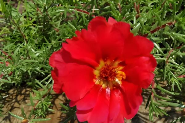 大花马齿苋与太阳花有什么区别，花朵、习性、形态等方面不同