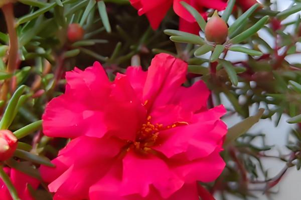 大花马齿苋与太阳花有什么区别，花朵、习性、形态等方面不同