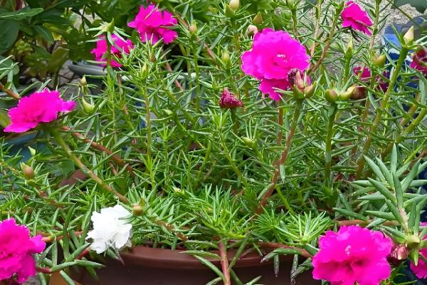 大花马齿苋与太阳花有什么区别，花朵、习性、形态等方面不同