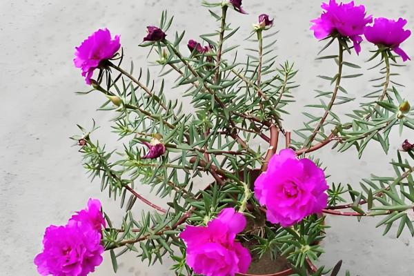 大花马齿苋与太阳花有什么区别，花朵、习性、形态等方面不同