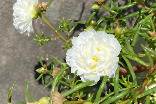 大花马齿苋与太阳花有什么区别，花朵、习性、形态等方面不同