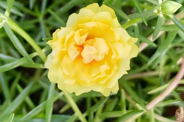 大花马齿苋与太阳花有什么区别，花朵、习性、形态等方面不同