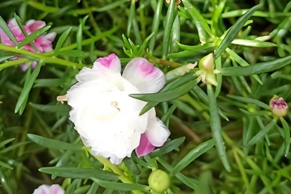 大花马齿苋与太阳花有什么区别，花朵、习性、形态等方面不同