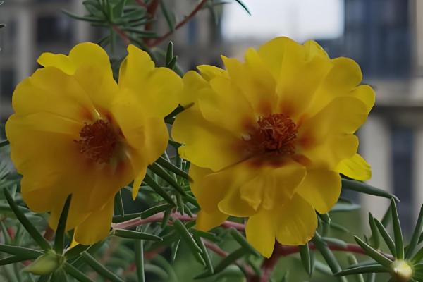 大花马齿苋与太阳花有什么区别，花朵、习性、形态等方面不同