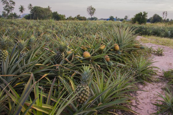 判断菠萝是否成熟的方法，成熟后顶部的叶片呈墨绿色或青褐色