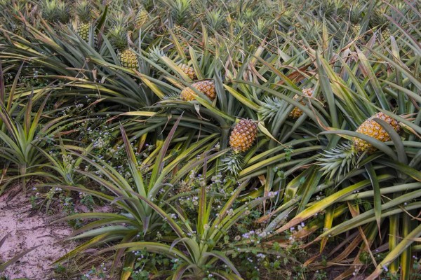 判断菠萝是否成熟的方法，成熟后顶部的叶片呈墨绿色或青褐色