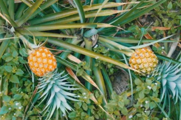 判断菠萝是否成熟的方法，成熟后顶部的叶片呈墨绿色或青褐色