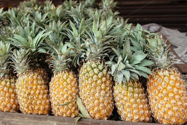 判断菠萝是否成熟的方法，成熟后顶部的叶片呈墨绿色或青褐色