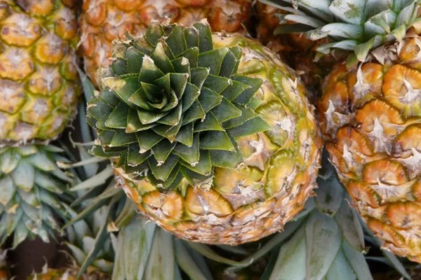 判断菠萝是否成熟的方法，成熟后顶部的叶片呈墨绿色或青褐色