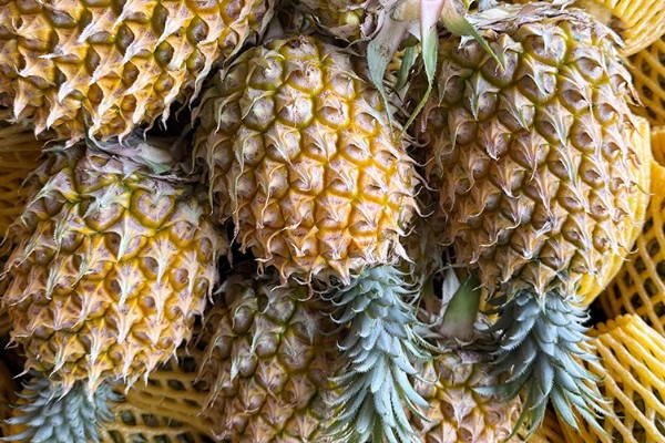 判断菠萝是否成熟的方法，成熟后顶部的叶片呈墨绿色或青褐色