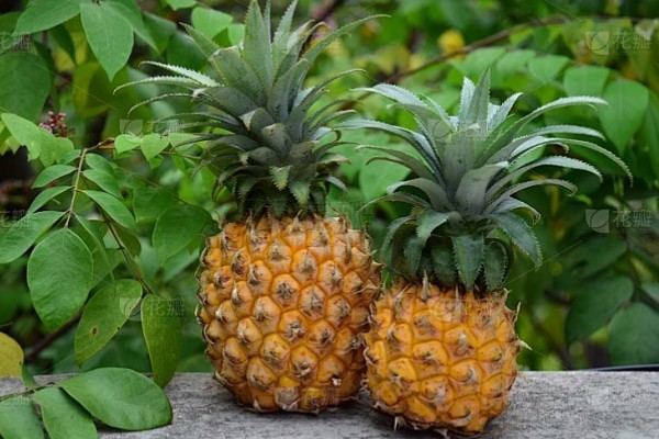 判断菠萝是否成熟的方法，成熟后顶部的叶片呈墨绿色或青褐色