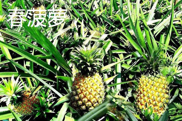 判断菠萝是否成熟的方法，成熟后顶部的叶片呈墨绿色或青褐色