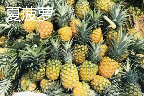 判断菠萝是否成熟的方法，成熟后顶部的叶片呈墨绿色或青褐色