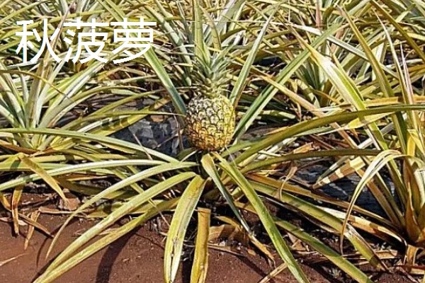 判断菠萝是否成熟的方法，成熟后顶部的叶片呈墨绿色或青褐色