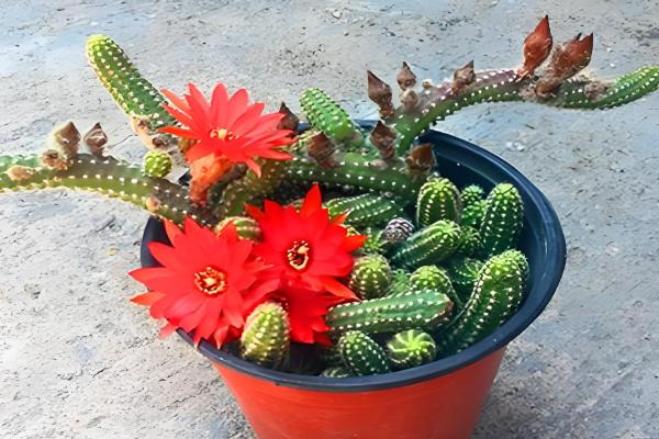 为什么仙人指越长越细，可能是土壤板结所致