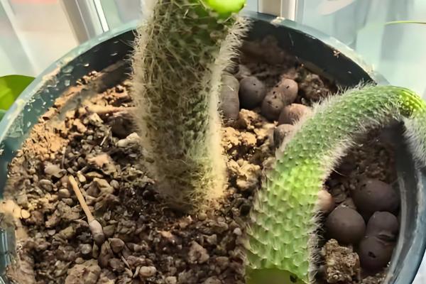 为什么仙人指越长越细，可能是土壤板结所致