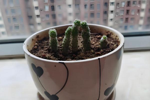 为什么仙人指越长越细，可能是土壤板结所致