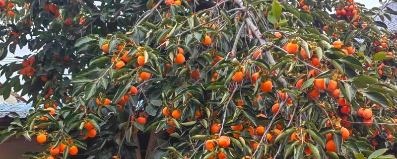 刚种植的柿子树不发芽怎么处理，需要及时修剪