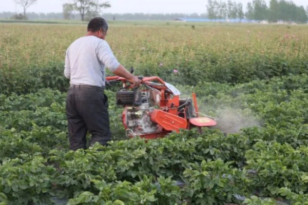 抑食肼的特点,对害虫以胃毒作用为主