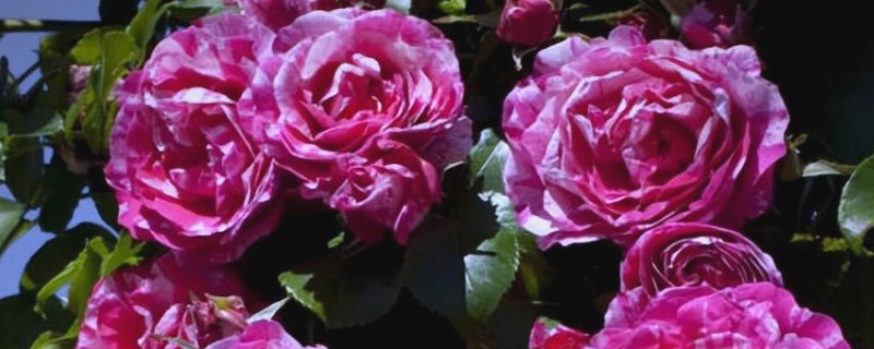 藤本月季和蔷薇花有什么区别,花型、叶片等方面都不同