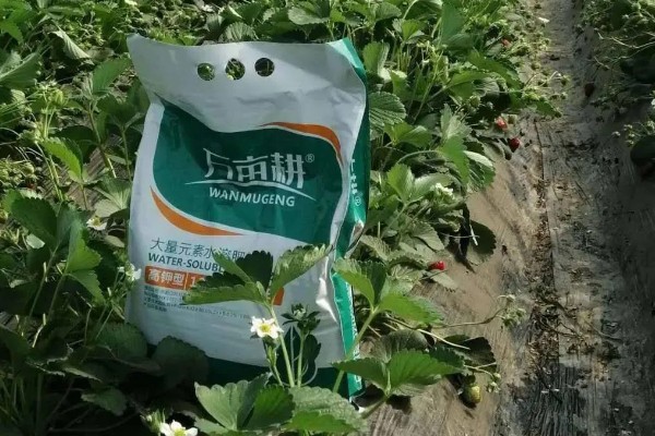 草莓花果期的管理方法，每年要进行3-4次摘茎