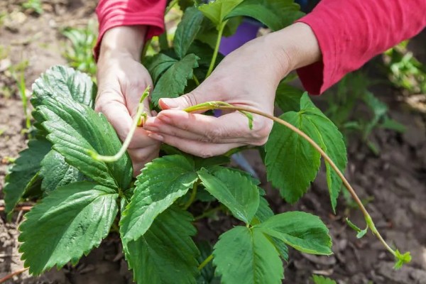 草莓花果期的管理方法，每年要进行3-4次摘茎