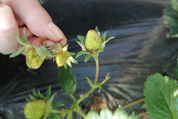 草莓花果期的管理方法，每年要进行3-4次摘茎