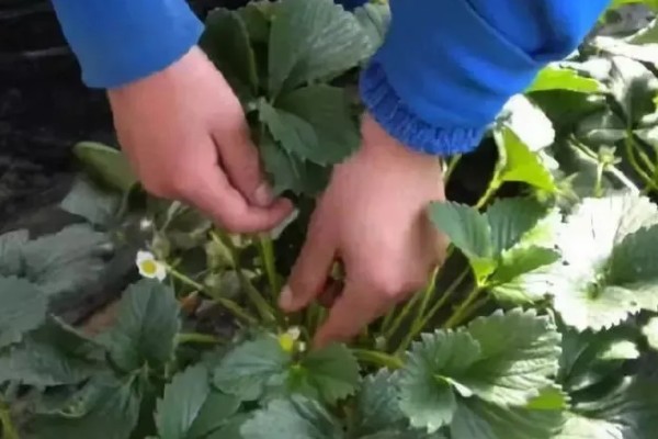 草莓花果期的管理方法，每年要进行3-4次摘茎