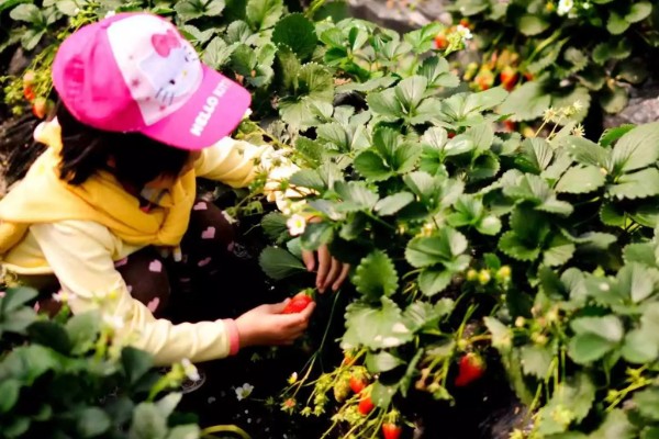 草莓花果期的管理方法，每年要进行3-4次摘茎