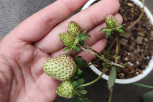 草莓花果期的管理方法，每年要进行3-4次摘茎