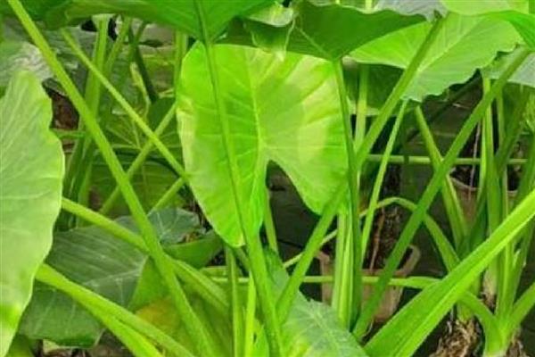 滴水观音怎么土养，生长旺季保持土壤处于微湿状态