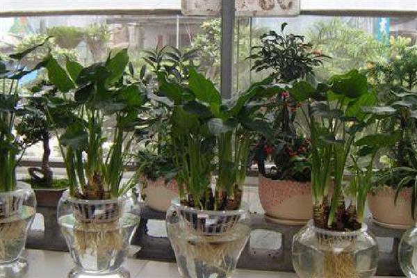 滴水观音怎么土养，生长旺季保持土壤处于微湿状态