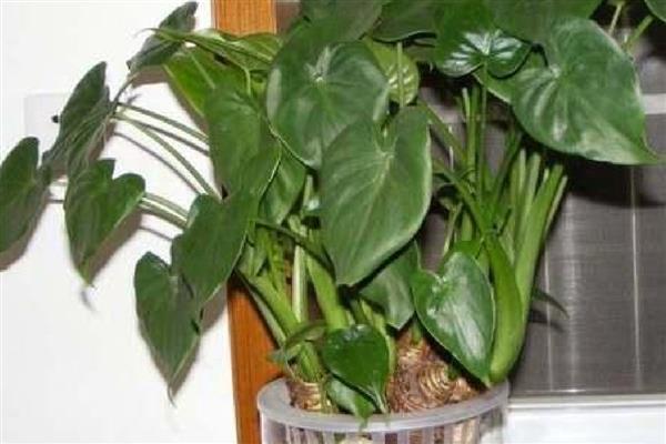 滴水观音怎么土养，生长旺季保持土壤处于微湿状态