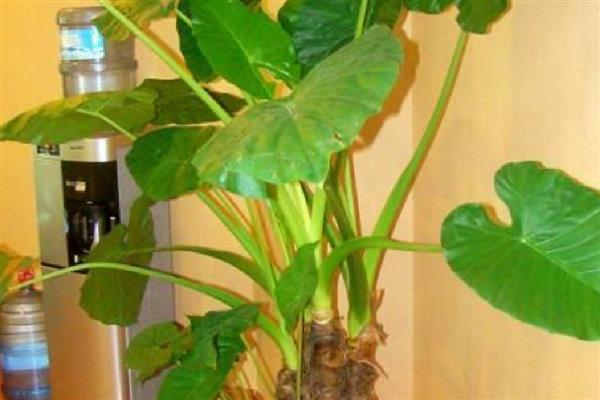 滴水观音怎么土养，生长旺季保持土壤处于微湿状态