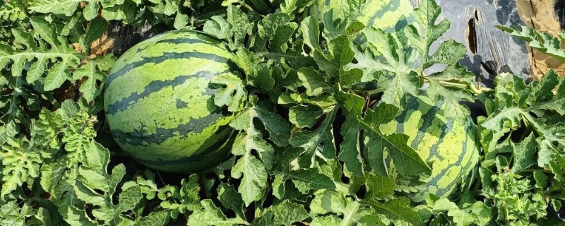 露天西瓜要人工授粉吗,通常需要人工授粉