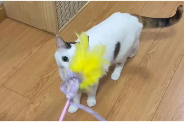 鉴别猫咪是否肥胖的方法，肚子明显下垂行走时会晃动代表非常胖