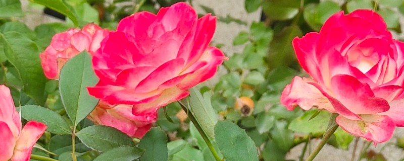 玫瑰花叶子上长白霜的原因,可能是发生了白粉病