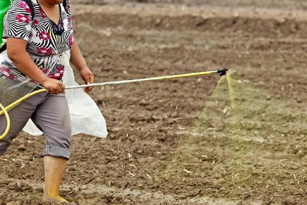 黄豆苗前封闭用哪些药,推荐乙草胺、氯嘧磺隆等