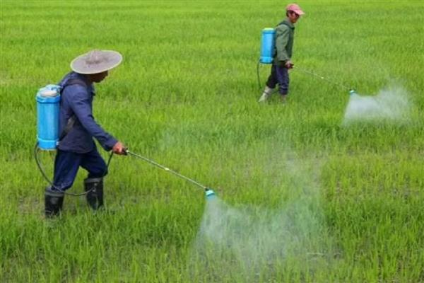 黄豆苗前封闭用哪些药,推荐乙草胺、氯嘧磺隆等