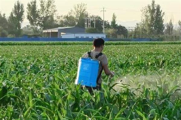 黄豆苗前封闭用哪些药,推荐乙草胺、氯嘧磺隆等