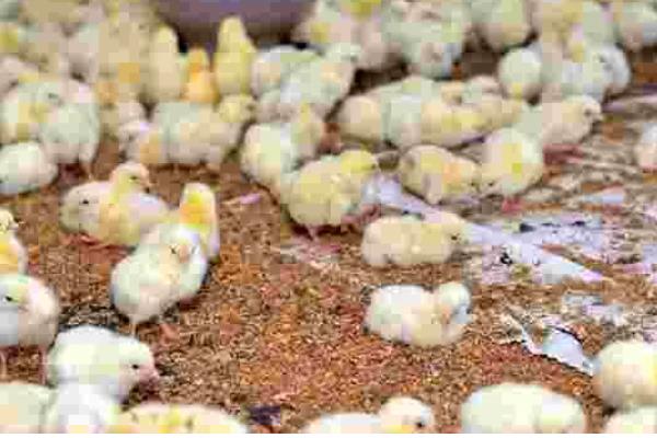 小鸡几天能喂沙子，一般在11-12日龄