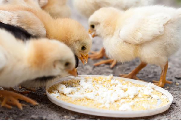 小鸡几天能喂沙子，一般在11-12日龄