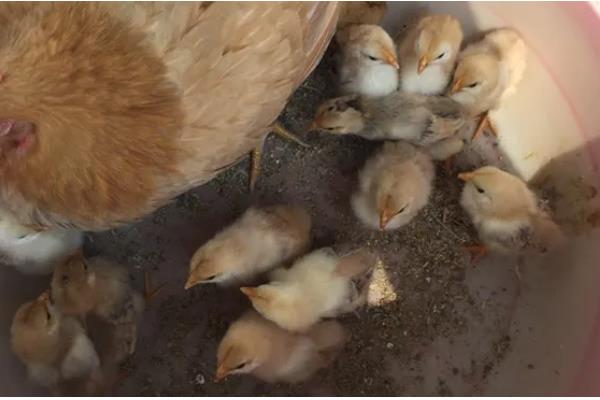 小鸡几天能喂沙子，一般在11-12日龄