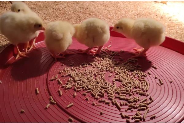 小鸡几天能喂沙子，一般在11-12日龄