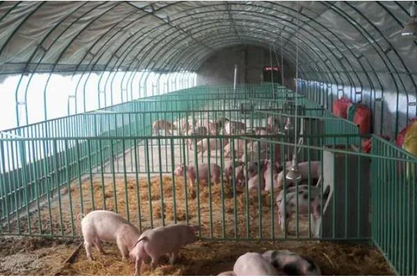 养猪大棚如何建设，选择水源干净充足的地方