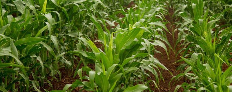 玉米如何种植,生长期对于水分的需求量较大