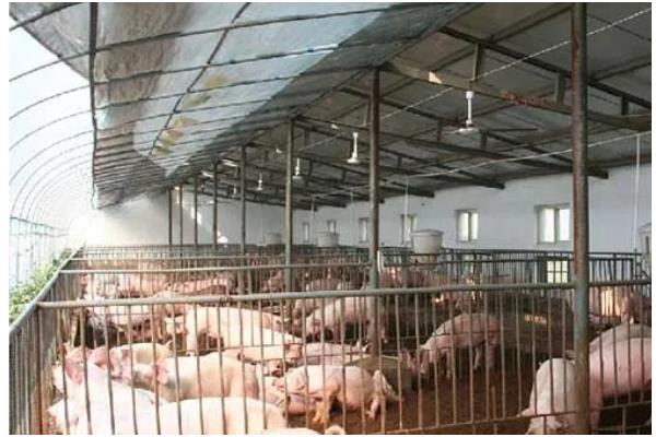 养猪大棚如何建设，选择水源干净充足的地方