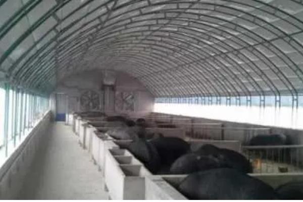 养猪大棚如何建设，选择水源干净充足的地方