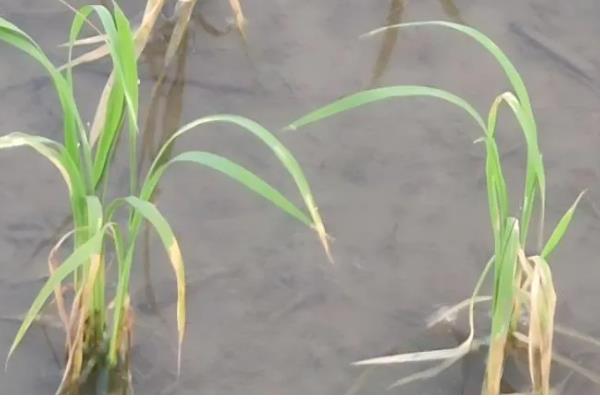 水稻心叶卷曲是哪种病，多是由于患上了水稻立枯病