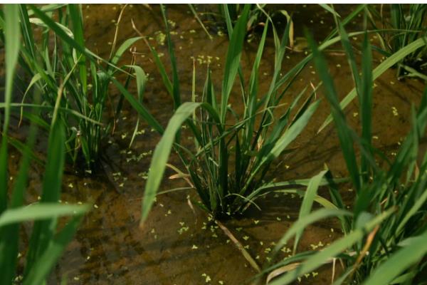 水稻心叶卷曲是哪种病，多是由于患上了水稻立枯病